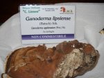 galoderma lipsiense